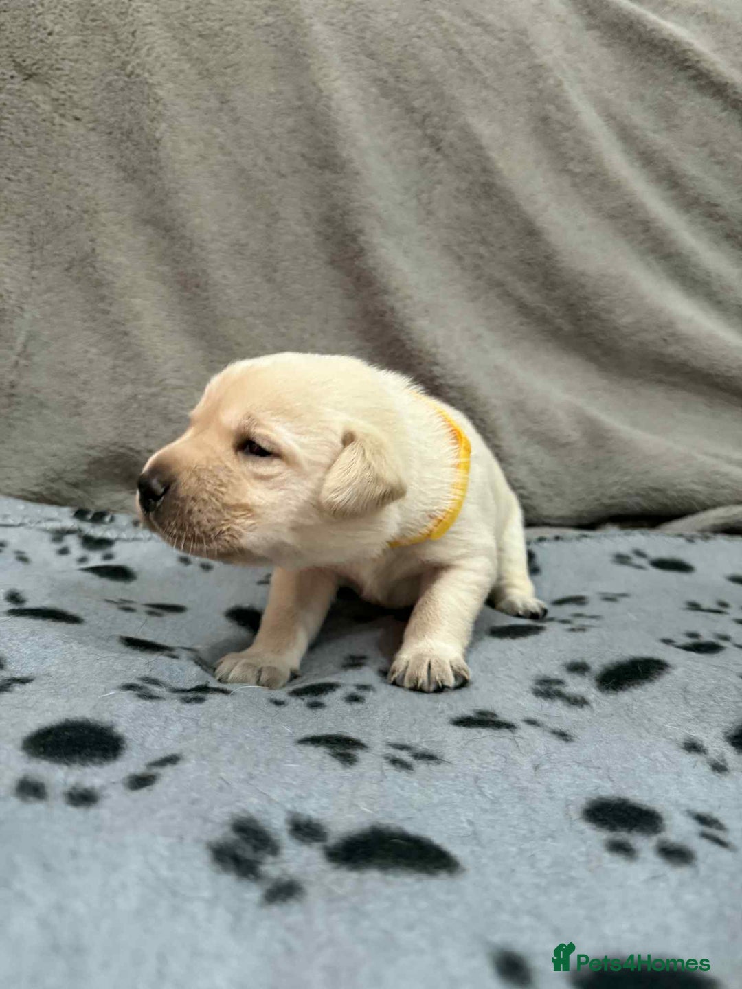 Labrador Retriever dogs for sale: Kc registered labradors for sale - Advert 6