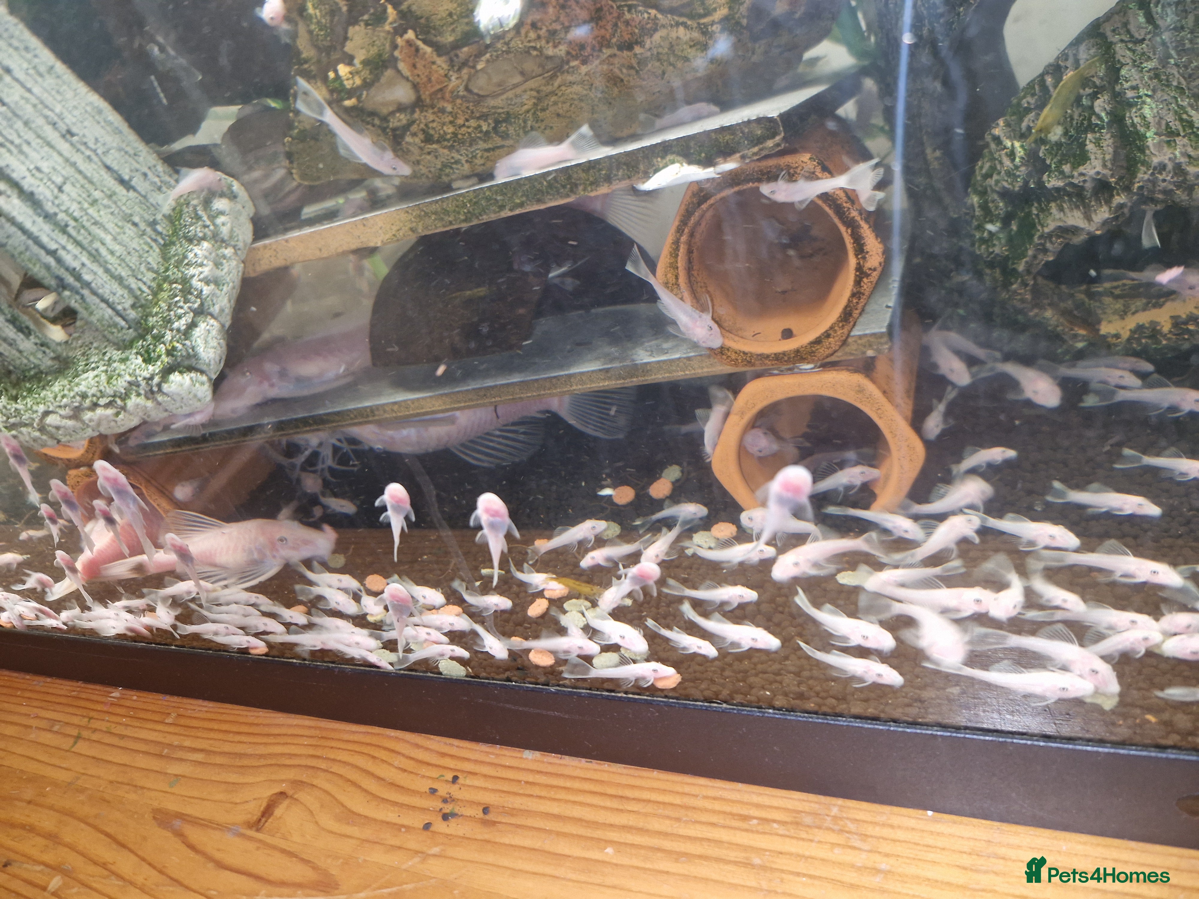 Plecos fish Snow white bristlenose pleco  - Advert 1