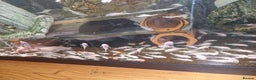 Plecos fish for sale: Snow white bristlenose pleco  - Advert 1