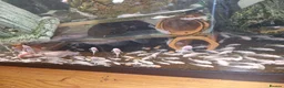Plecos fish for sale: Snow white bristlenose pleco  - Advert 1