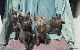 Ragdoll cats for sale: Ragdoll cross kittens  - Image 4