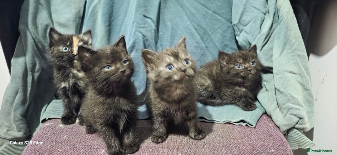 Ragdoll cats for sale: Ragdoll cross kittens  - Image 4