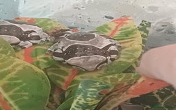 Frog reptiles for sale: Beautiful milk tree frogs  - Image 2