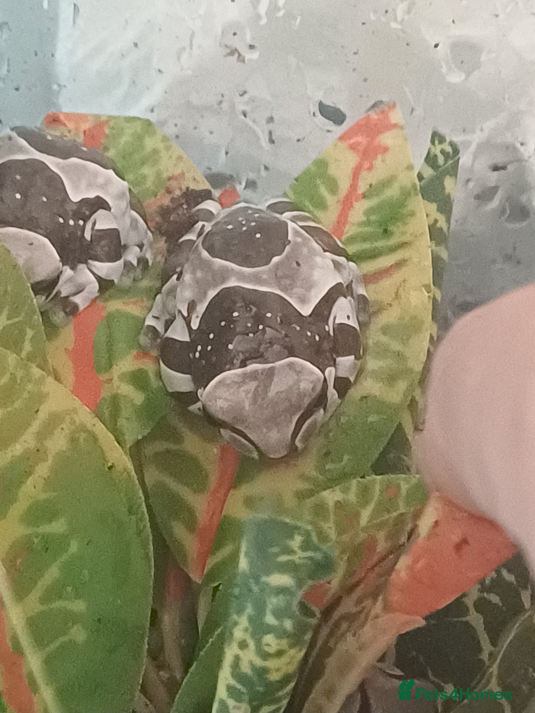 Frog reptiles for sale: Beautiful milk tree frogs  - Image 2