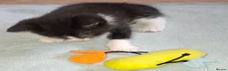 Domestic Shorthair cats for sale: 5 Beautiful, Playful Kittens - Advert 21