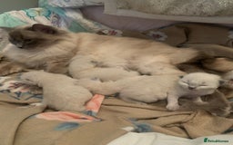 Ragdoll cats for sale: Pure Bluepoint Ragdoll kittens - Image 9