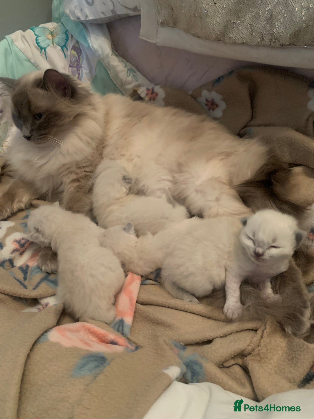 Ragdoll cats for sale: Pure Bluepoint Ragdoll kittens - Image 9