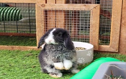 Mini Lop rabbits for sale: Beautiful Mini Lops - READY TO LEAVE  - Image 21