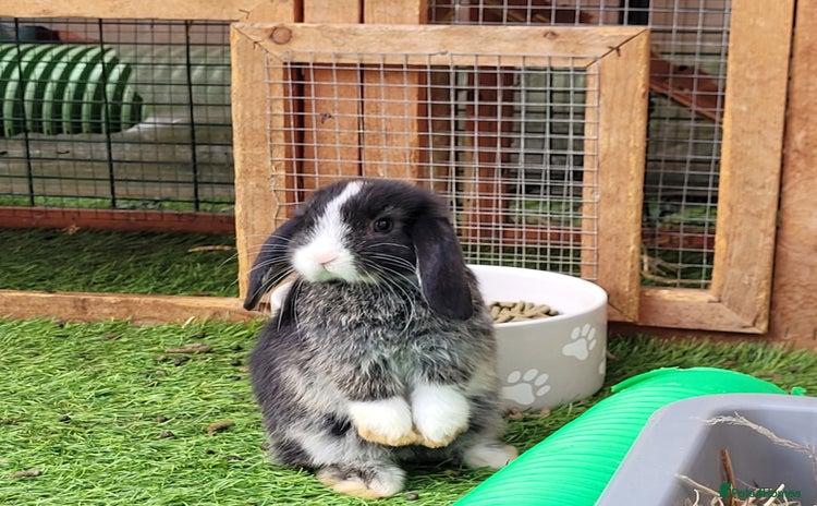 Mini Lop rabbits - Advert 1
