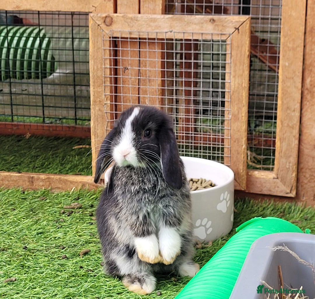 Mini Lop rabbits for sale: Beautiful Mini Lops - READY TO LEAVE  - Image 21