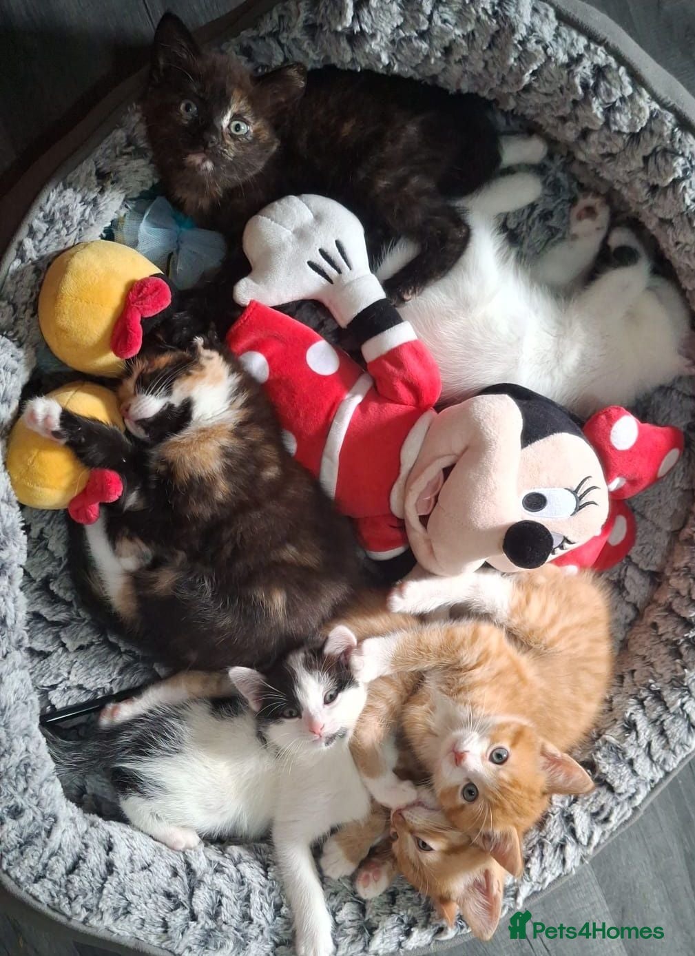 Mixed Breed cats Adorable kittens looking for loving homes - Advert 4