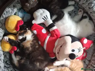Mixed Breed cats Adorable kittens looking for loving homes - Advert 1