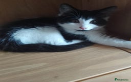 Mixed Breed cats for sale: 2 female kittens for sale - Image 1