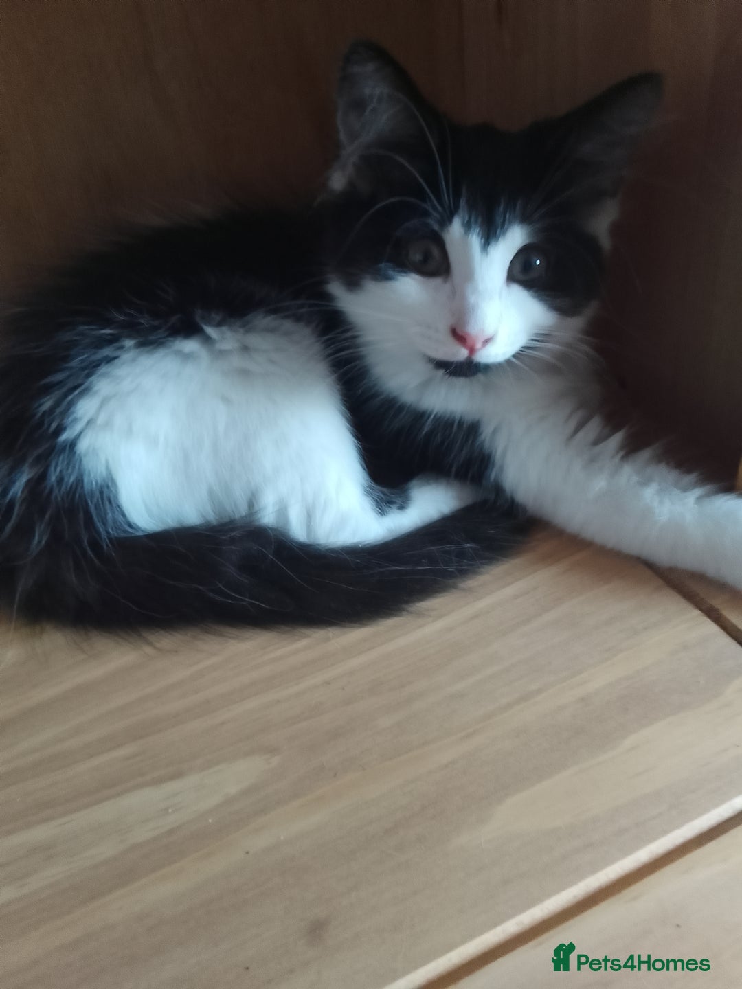 Mixed Breed cats for sale: 2 female kittens for sale - Image 1