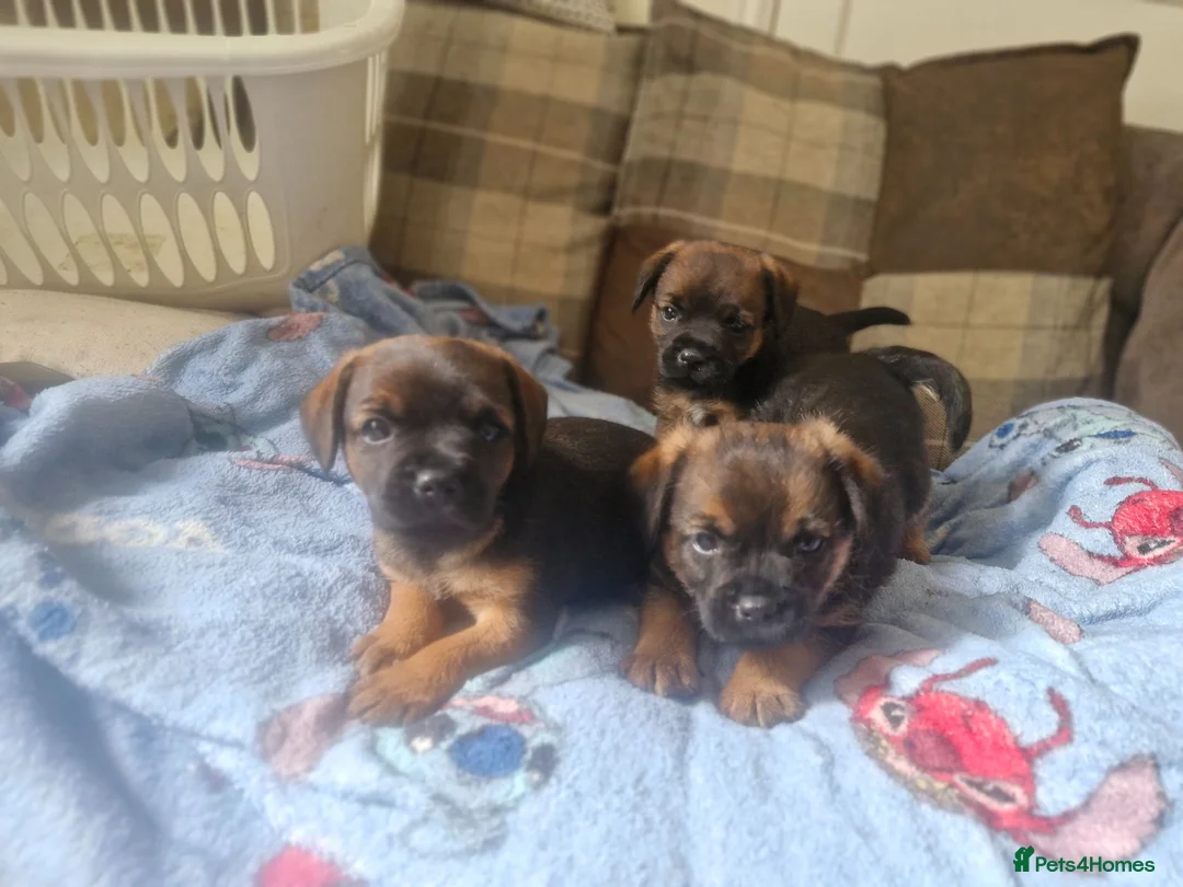 Border Terrier dogs for sale: Handsome border terriers  - Advert 1