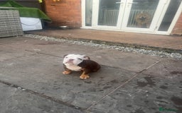 English Bulldog dogs for sale: Stunning New England Bulldogs! Ready for new home - Image 15