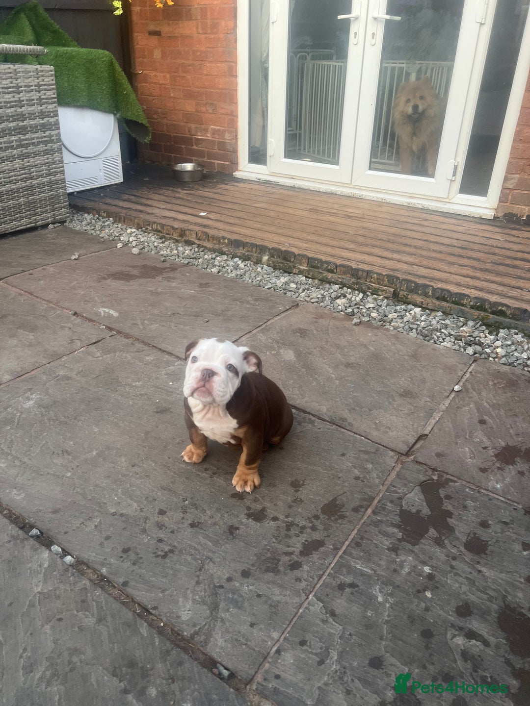 English Bulldog dogs for sale: Stunning New England Bulldogs! Ready for new home - Image 15