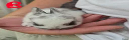 Netherland Dwarf rabbits for sale: Netherlands Dwarf babies  in Hailsham - Advert 5