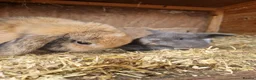 Mini Lop rabbits for sale: Baby Mini Lops - Advert 3