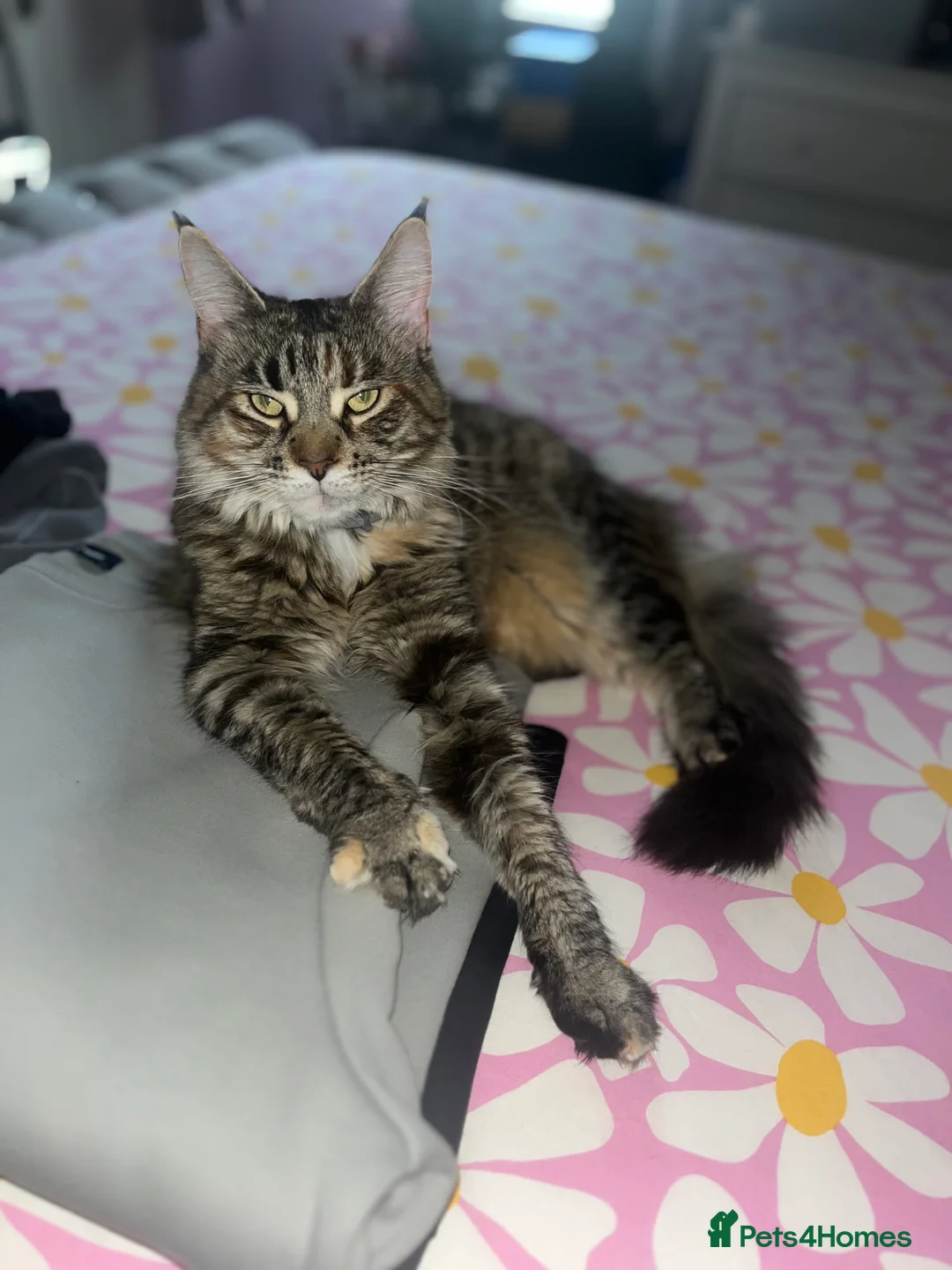 Maine Coon cats for sale: Female Maine coone  - Advert 2