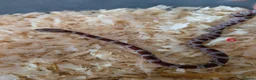 Corn Snake reptiles for sale: Corn snakes for sale  in Pentre - Advert 6