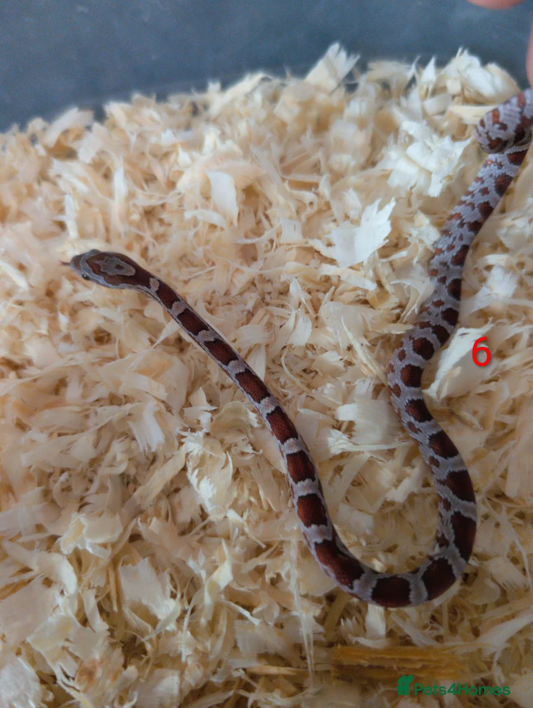 Corn Snake reptiles for sale: Corn snakes for sale  in Pentre - Advert 6