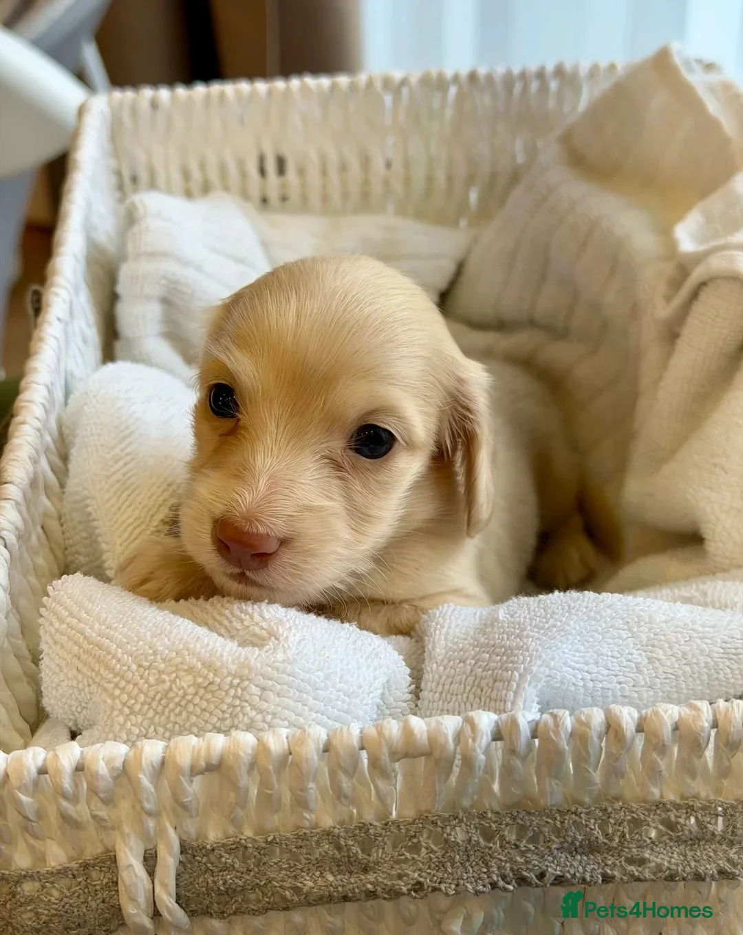 Miniature Dachshund dogs for sale: Luxury Cream Long-Haired Miniature Dachshunds  in Newcastle upon Tyne - Advert 1