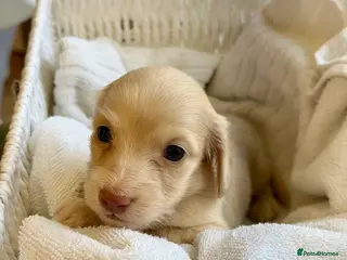 Miniature Dachshund dogs Luxury Cream Long-Haired Miniature Dachshunds - Advert 2