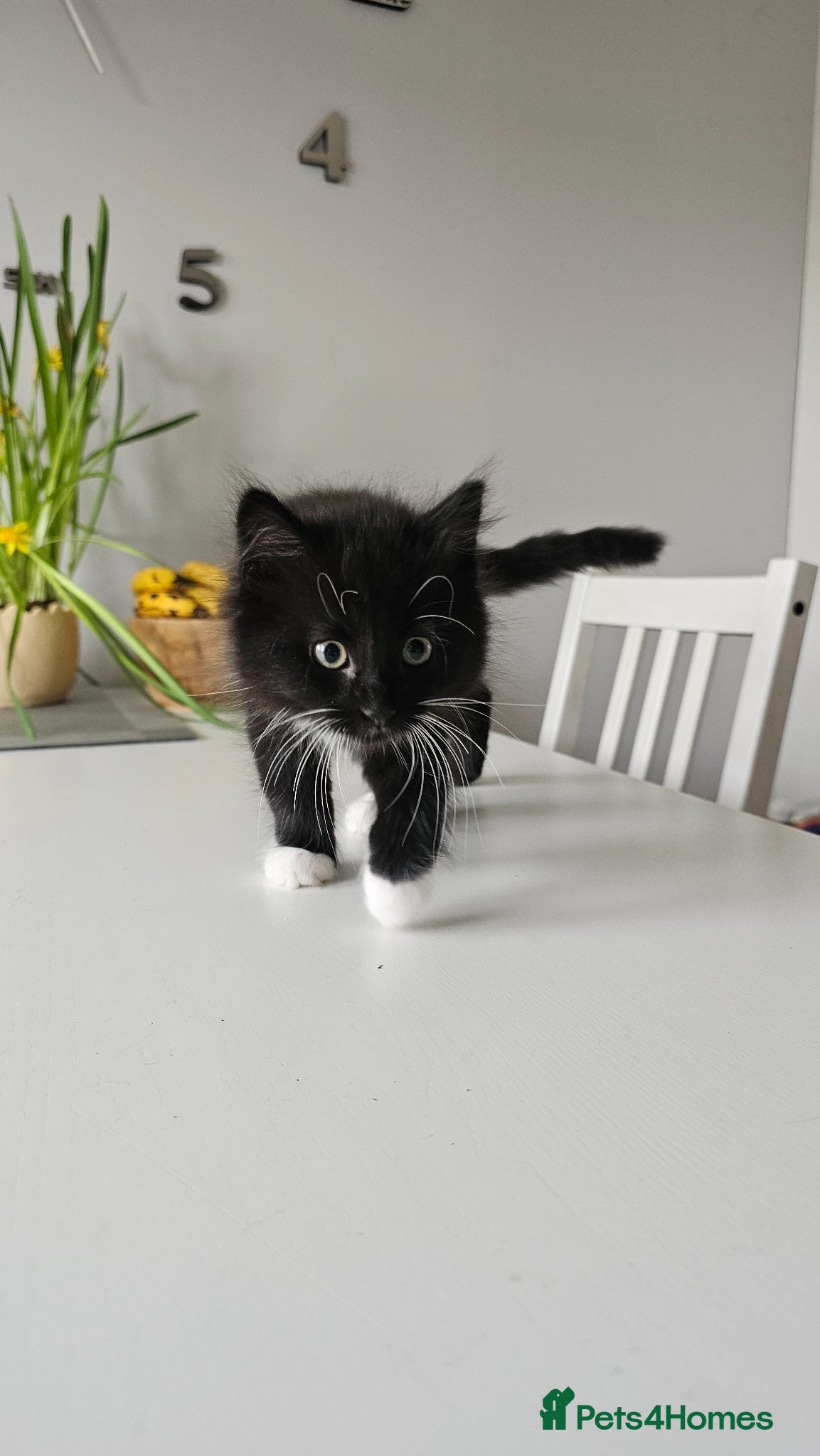 Mixed Breed cats ADORABLE FLUFFY KITTENS LOOKING FOR THEIR NEW HOME - Advert 8