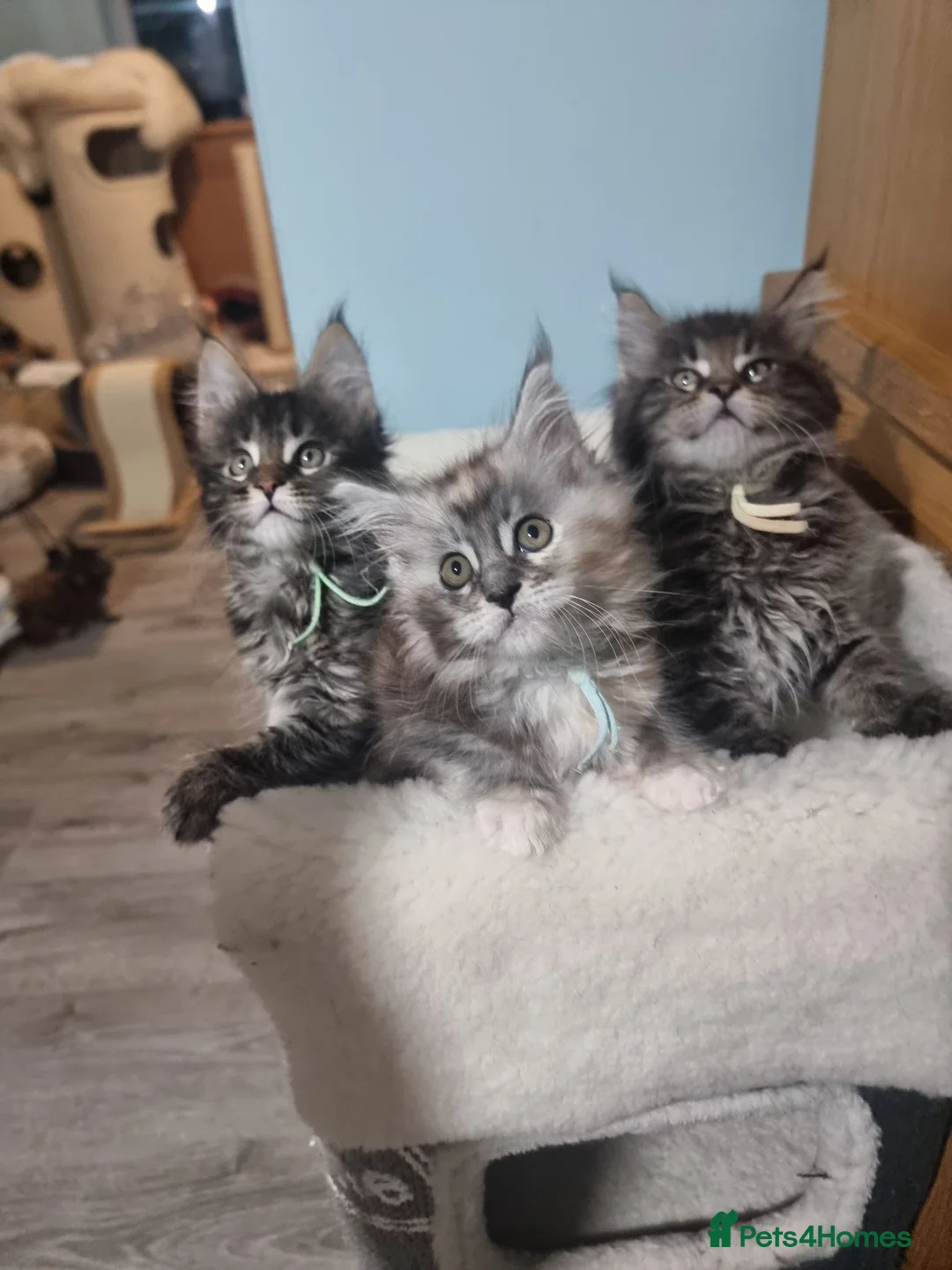 Maine Coon cats for sale: Pedigree GCCF Registered Maine Coon Kittens - Advert 1