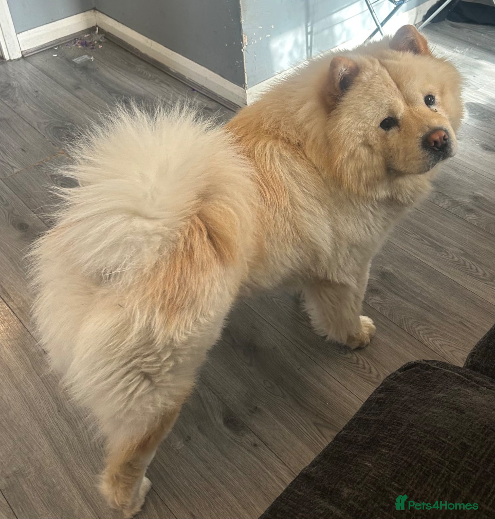 Chow Chow dogs for sale: Blaze in Dudley - Advert 3