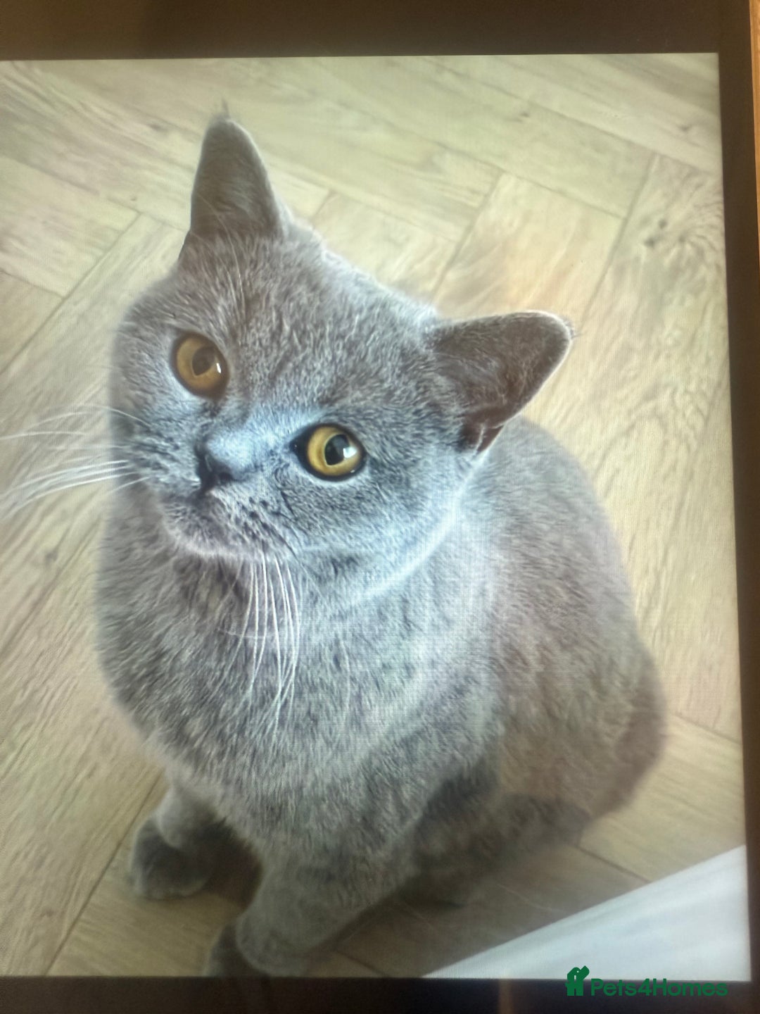 British Shorthair cats for sale: Rehoming my 2 year old cat.  - Advert 1