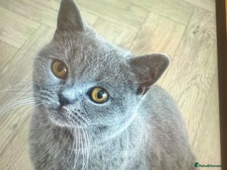 British Shorthair cats Rehoming my 2 year old cat. - Advert 2