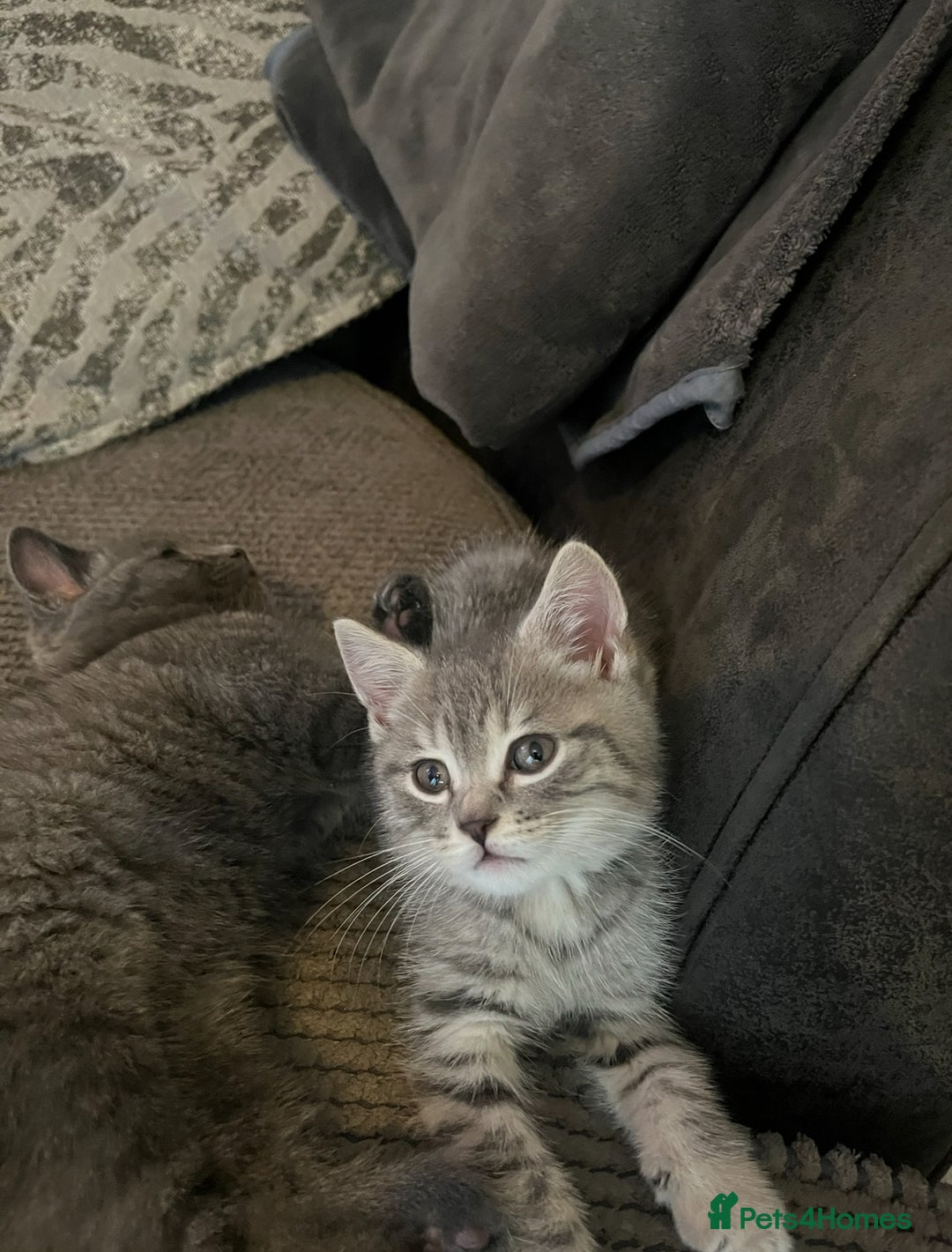 British Shorthair cats for sale: 2 beautiful British Shorthairs for sale  - Advert 5