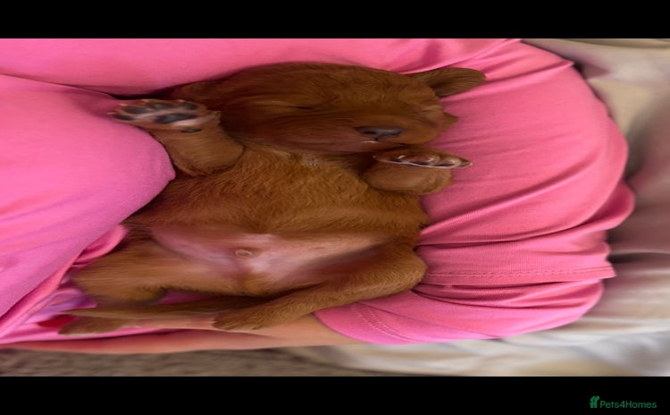 Labradoodle dogs F1 Toy / Miniature Labradoodles  - Advert 16