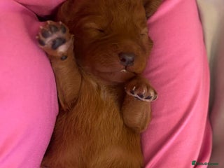 Labradoodle dogs F1 Toy / Miniature Labradoodles - Advert 14