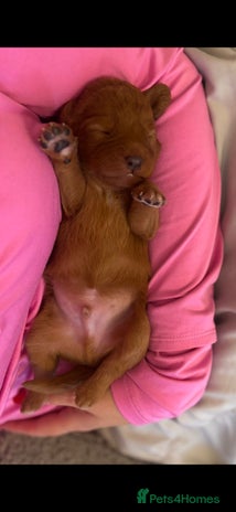 Labradoodle dogs F1 Toy / Miniature Labradoodles - Advert 16