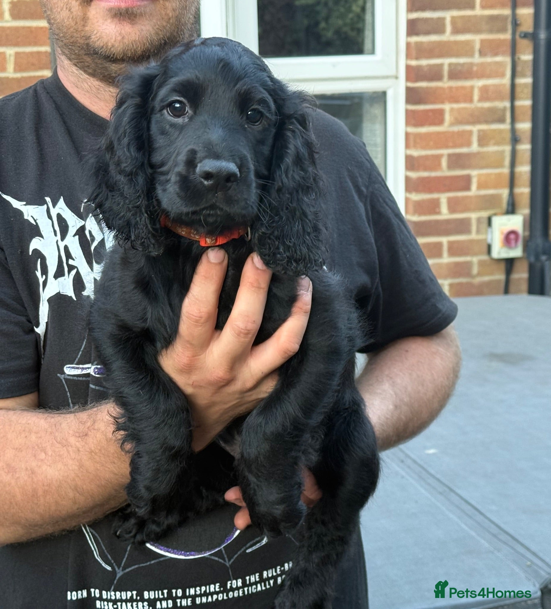 Cocker Spaniel dogs Working Cocker Spaniel puppies - ready to go!  - Advert 2