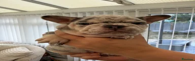 French Bulldog 2