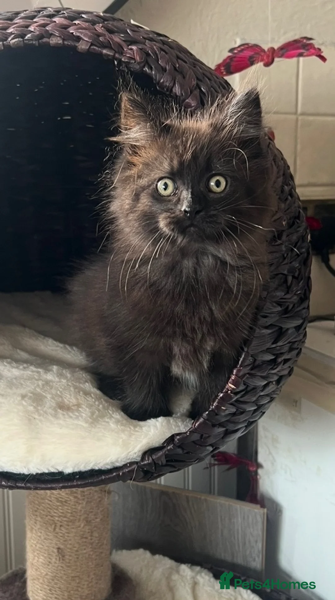 Maine Coon cats for sale: Maine Coon Female kitten - Advert 2
