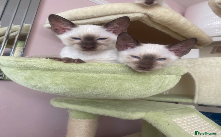 Siamese cats - Advert 2