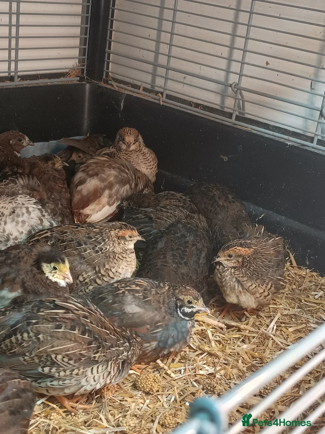 Quail poultry for sale: Chinese painted/button quail - Advert 2