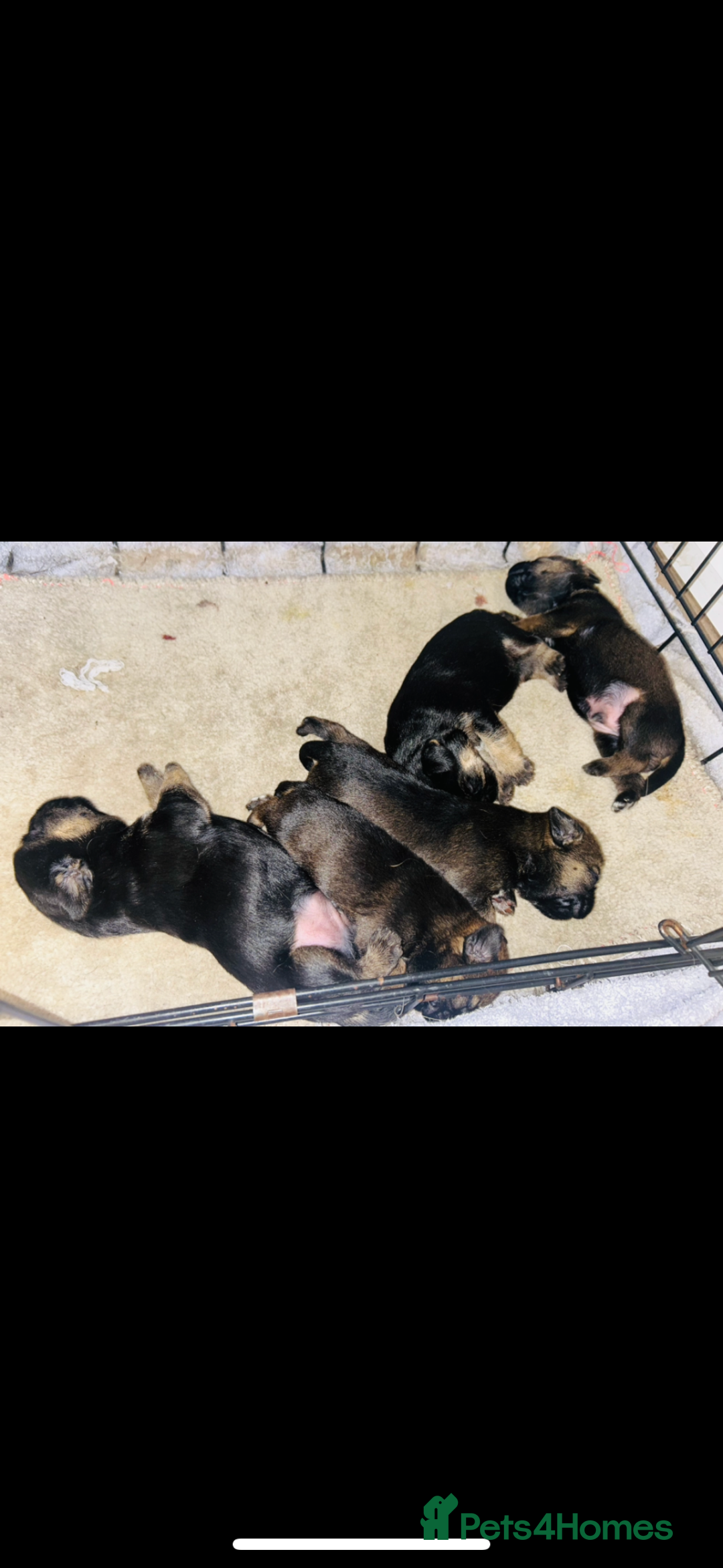 Border Terrier dogs for sale: Border Terrier puppies - Advert 3