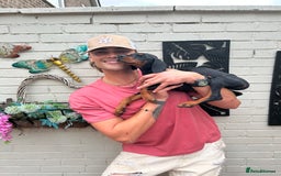 Dobermann dogs for sale: 🐾 Purebred Dobermann Puppies – Family Raised - Image 2