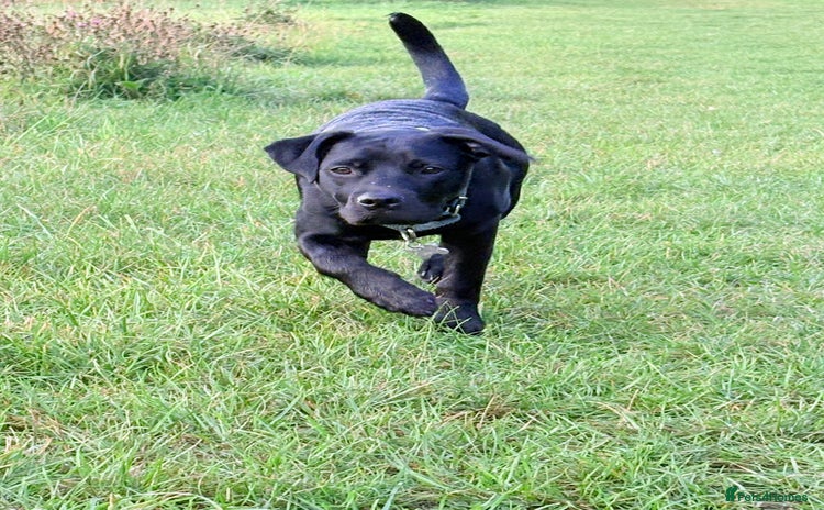 Mixed Breed dogs 7 month old Labrador cross - Advert 8