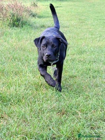 Mixed Breed dogs 7 month old Labrador cross - Advert 8