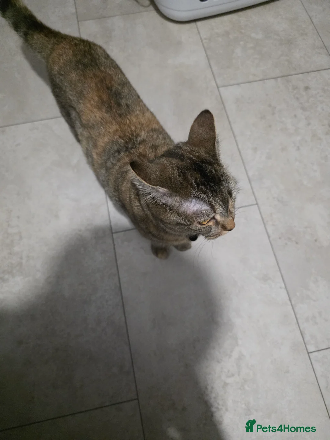 British Shorthair cats for sale: 9 month old female cat in Peterborough - Advert 2