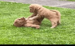 Cockapoo dogs for sale: READY NOW !! ONLY 3 COCKERPOO PUPPIES LEFT !!! in Alfreton - Image 23