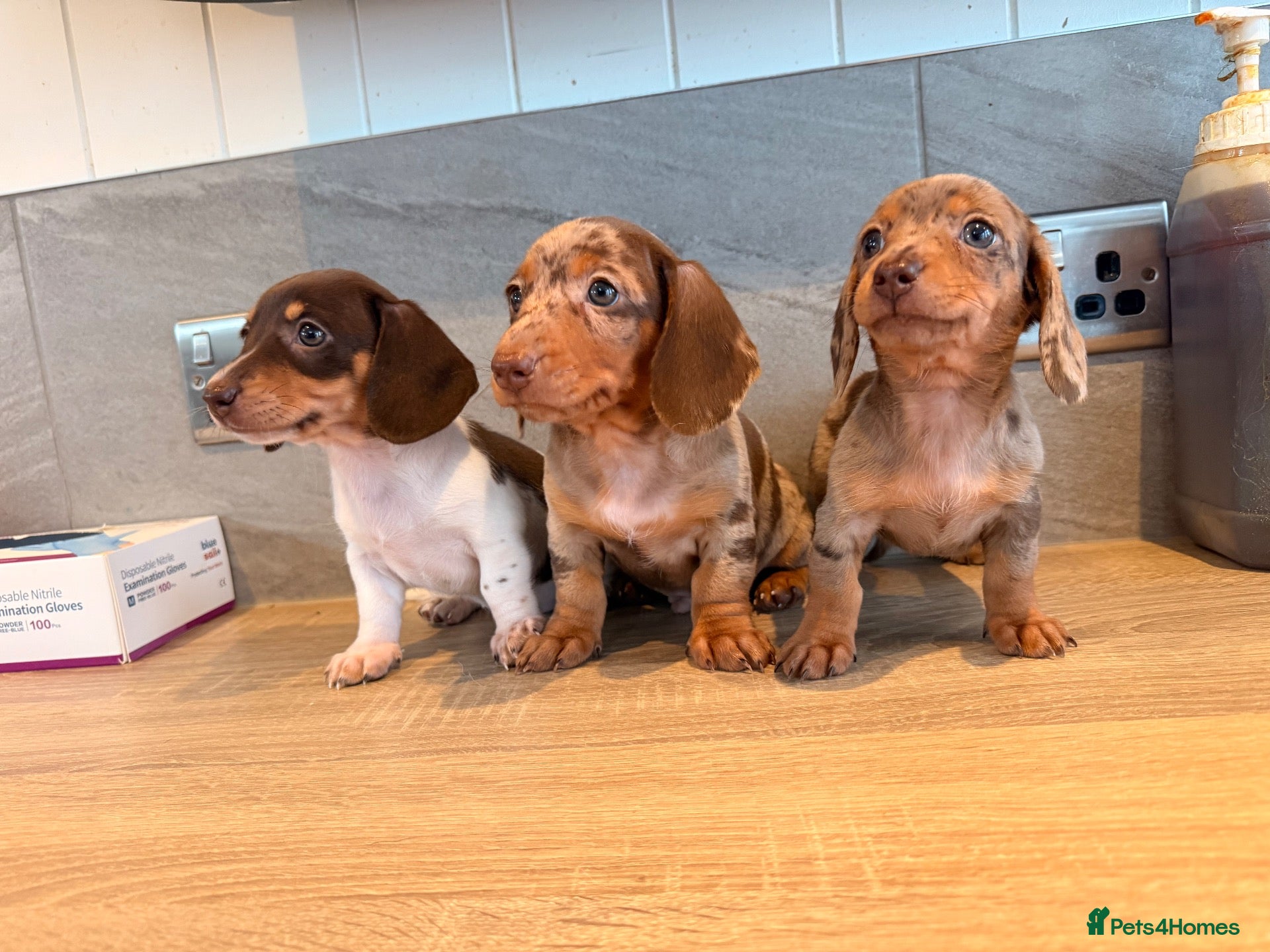 Miniature Dachshund dogs Beautiful miniature dachshund  - Advert 1