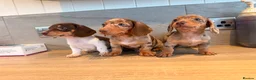 Miniature Dachshund dogs for sale: Beautiful miniature dachshund  - Advert 1